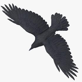 Crow 03